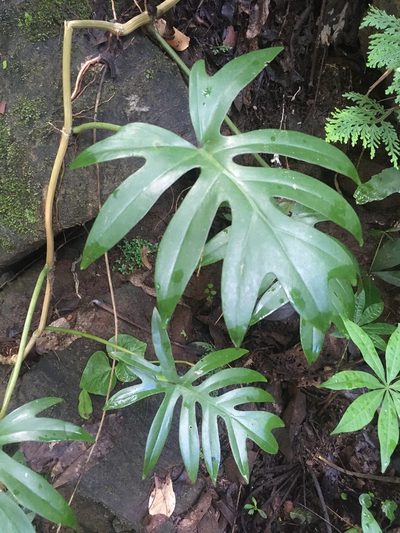 Philodendron mayoi, photographed by rebecca bachman
