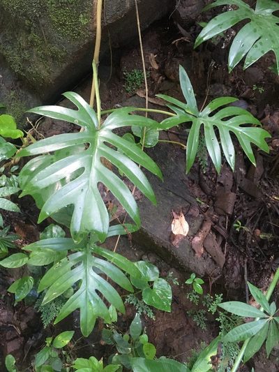 Philodendron mayoi, photographed by rebecca bachman