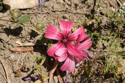 Malva trimestris, photographed by Oleg Kosterin