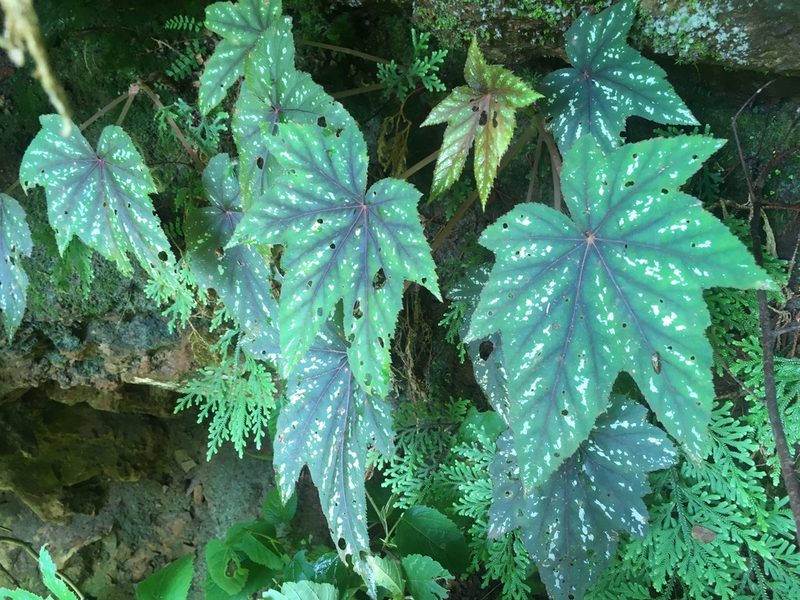 Begonia wollnyi, photographed by rebecca bachman