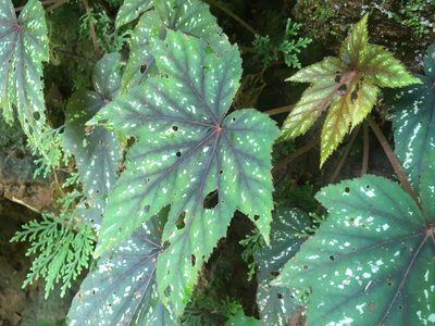 Begonia wollnyi, photographed by rebecca bachman