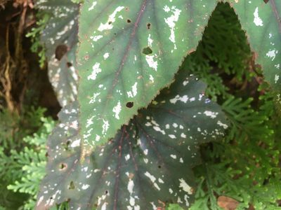Begonia wollnyi, photographed by rebecca bachman