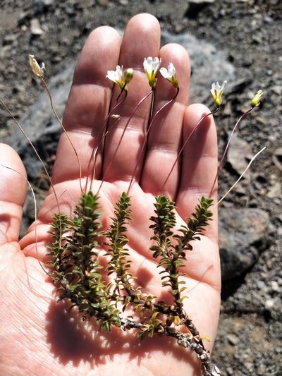 Forstera purpurata, photographed by John Barkla