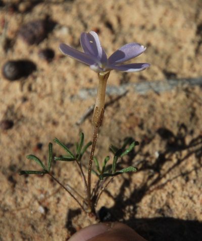 Oxalis phloxidiflora, photographed by Tony Rebelo