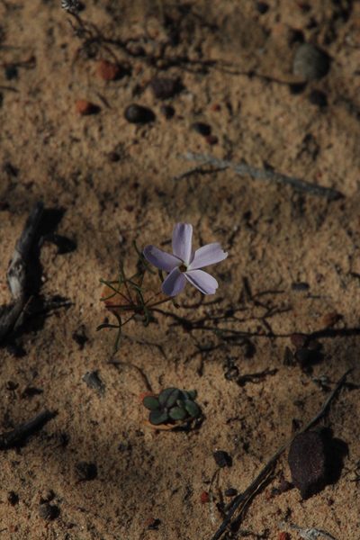 Oxalis phloxidiflora, photographed by Tony Rebelo