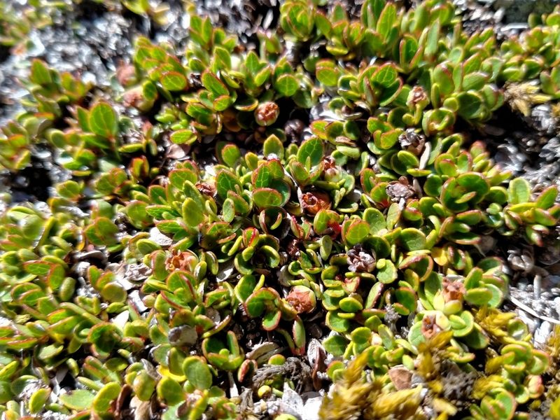 Gaultheria nubicola, photographed by John Barkla