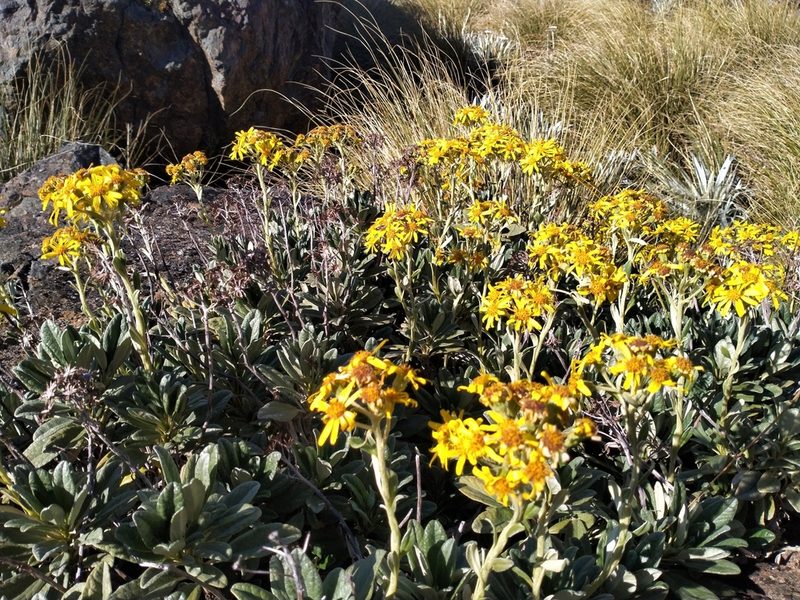 Brachyglottis revoluta, photographed by John Barkla