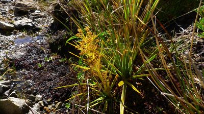 Aciphylla crenulata, photographed by Sarah Richardson