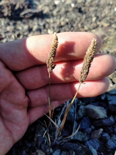 Poa buchananii, photographed by John Barkla
