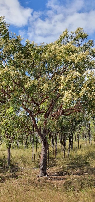 Corymbia erythrophloia, photographed by Bethlea Bell