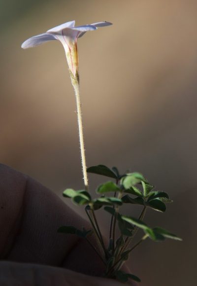 Oxalis aridicola, photographed by Tony Rebelo