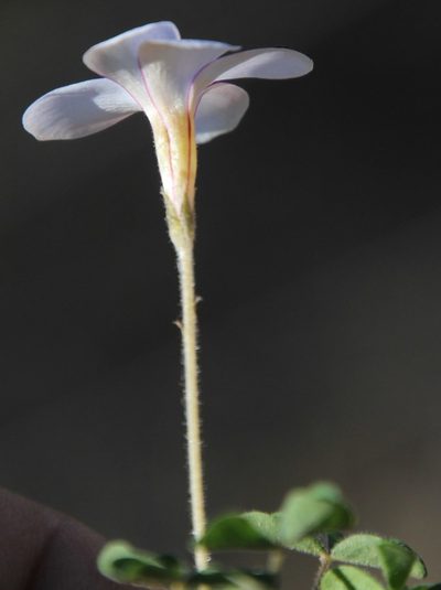 Oxalis aridicola, photographed by Tony Rebelo