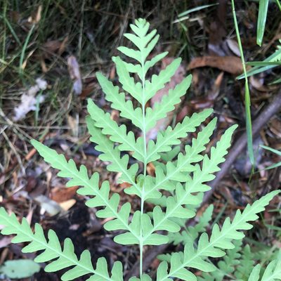 Histiopteris incisa, photographed by James K. Douch
