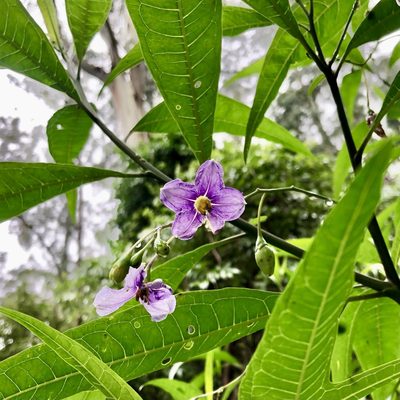 Solanum aviculare, photographed by James K. Douch
