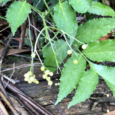 Sambucus gaudichaudiana, photographed by James K. Douch
