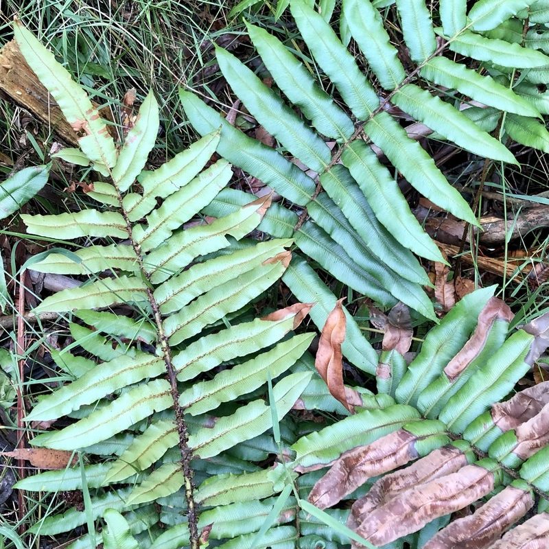 Parablechnum wattsii, photographed by James K. Douch