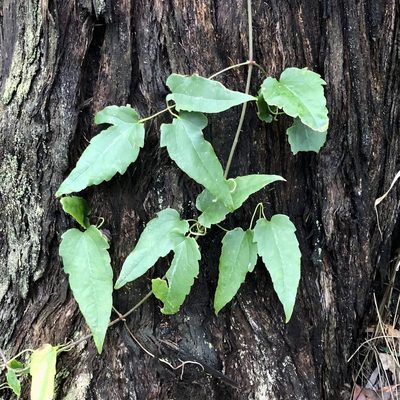 Clematis aristata, photographed by James K. Douch