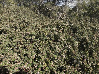 Arctostaphylos tomentosa, photographed by Nicholas Wei