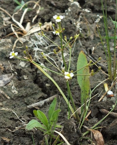 Alisma gramineum, photographed by Иван Пристрем