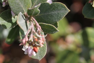 Arctostaphylos tomentosa, photographed by Nicholas Wei