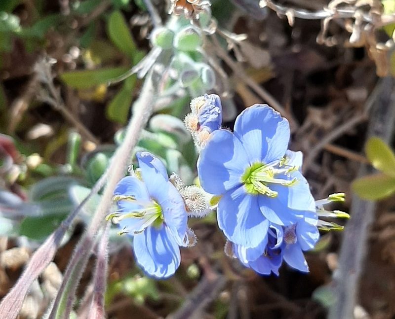 Heliophila crassistyla, photographed by Eugene Hahndiek