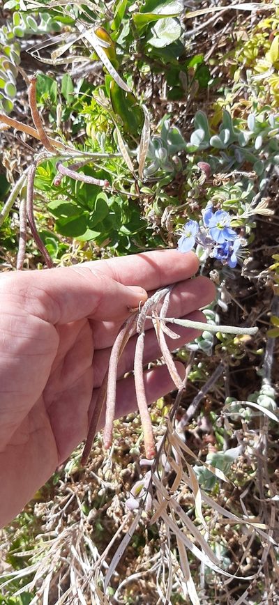 Heliophila crassistyla, photographed by Eugene Hahndiek