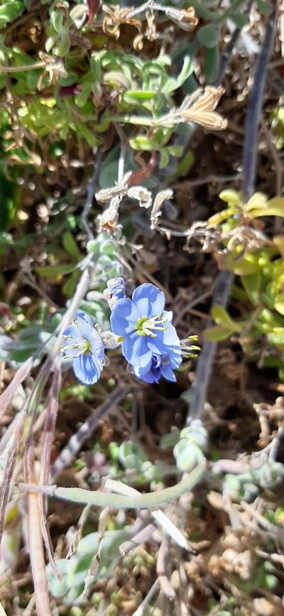 Heliophila crassistyla, photographed by Eugene Hahndiek