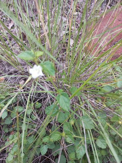 Pavonia leptocalyx, photographed by Kelly Abram