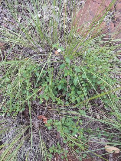 Pavonia leptocalyx, photographed by Kelly Abram