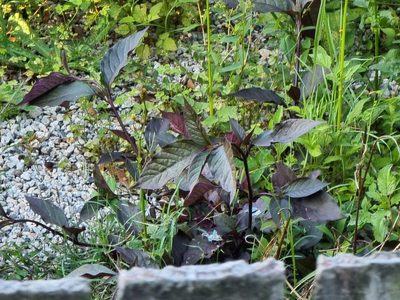 Alternanthera brasiliana, photographed by Dragonette