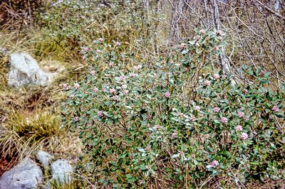 Daphne sericea, photographed by Drepanostoma