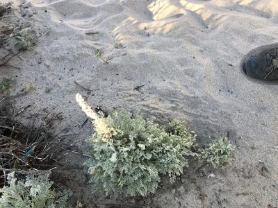 Artemisia pycnocephala, photographed by Nicholas Wei