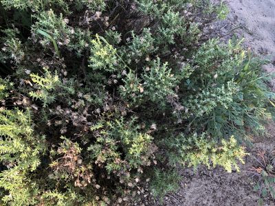 Ericameria ericoides, photographed by Nicholas Wei