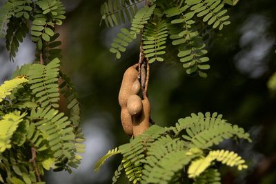Tamarindus indica, photographed by Ramnarayan K