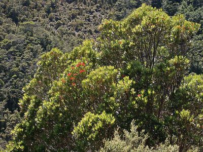 Metrosideros umbellata, photographed by Duncan Cunningham