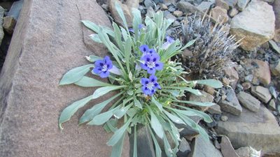 Aptosimum indivisum, photographed by James Deacon