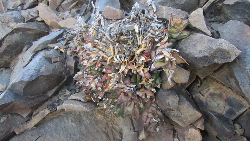 Astroloba bullulata, photographed by James Deacon