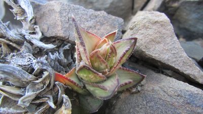 Astroloba bullulata, photographed by James Deacon