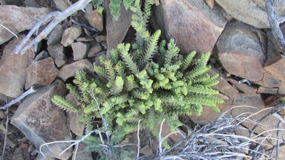 Crassula muscosa, photographed by James Deacon
