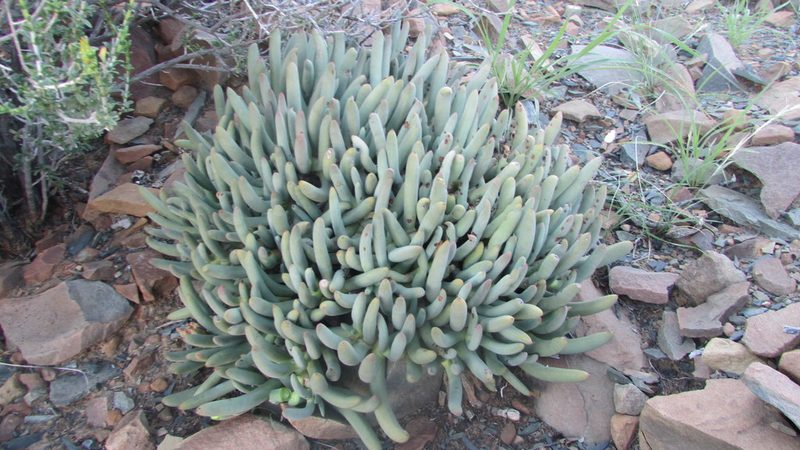 Cylindrophyllum tugwelliae, photographed by James Deacon