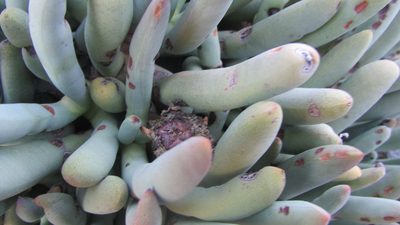 Cylindrophyllum tugwelliae, photographed by James Deacon