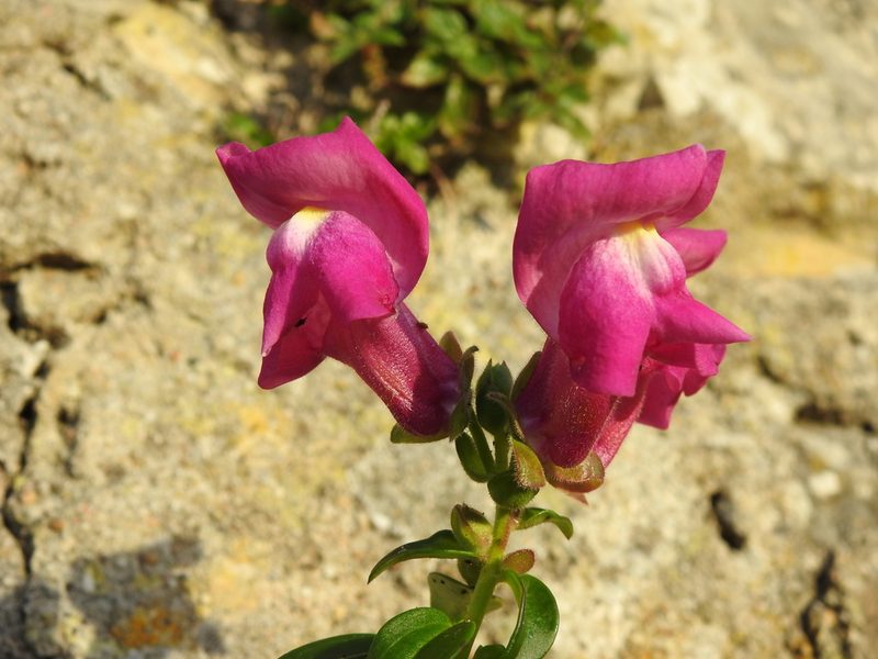 Antirrhinum cirrhigerum, photographed by Duarte Frade