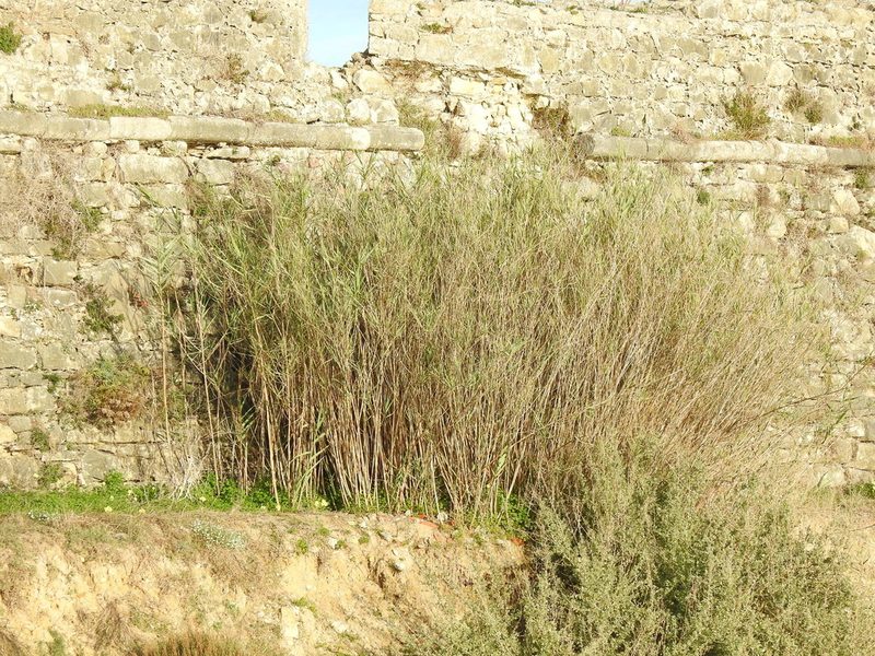 Arundo micrantha, photographed by Duarte Frade