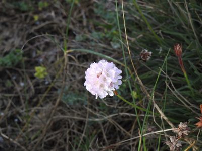 Armeria welwitschii, photographed by Duarte Frade