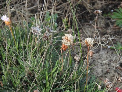 Armeria welwitschii, photographed by Duarte Frade