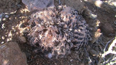 Haworthia arachnoidea, photographed by James Deacon