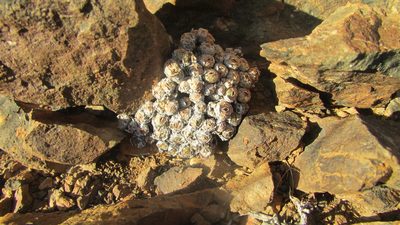Conophytum minimum, photographed by James Deacon
