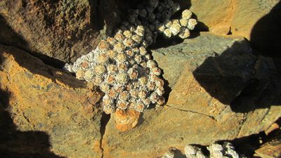 Conophytum minimum, photographed by James Deacon