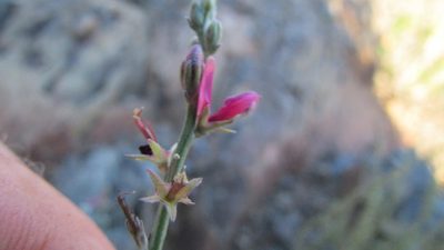 Indigofera complicata, photographed by James Deacon