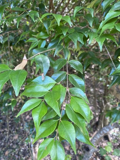 Syzygium luehmannii, photographed by Richard Fuller
